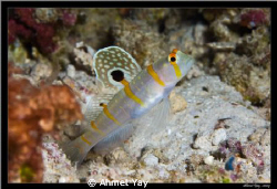Amblyeleotris randalli, Randall's prawn-goby by Ahmet Yay 